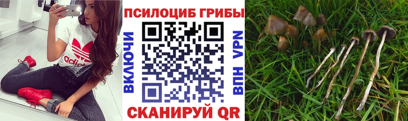Галлюциногенные грибы прущие грибы Купить Андреаполь